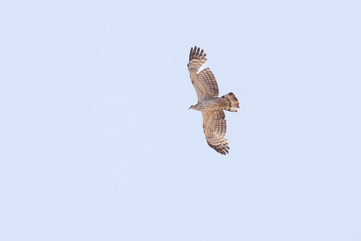 Oriental Honey-buzzard - ML562247391