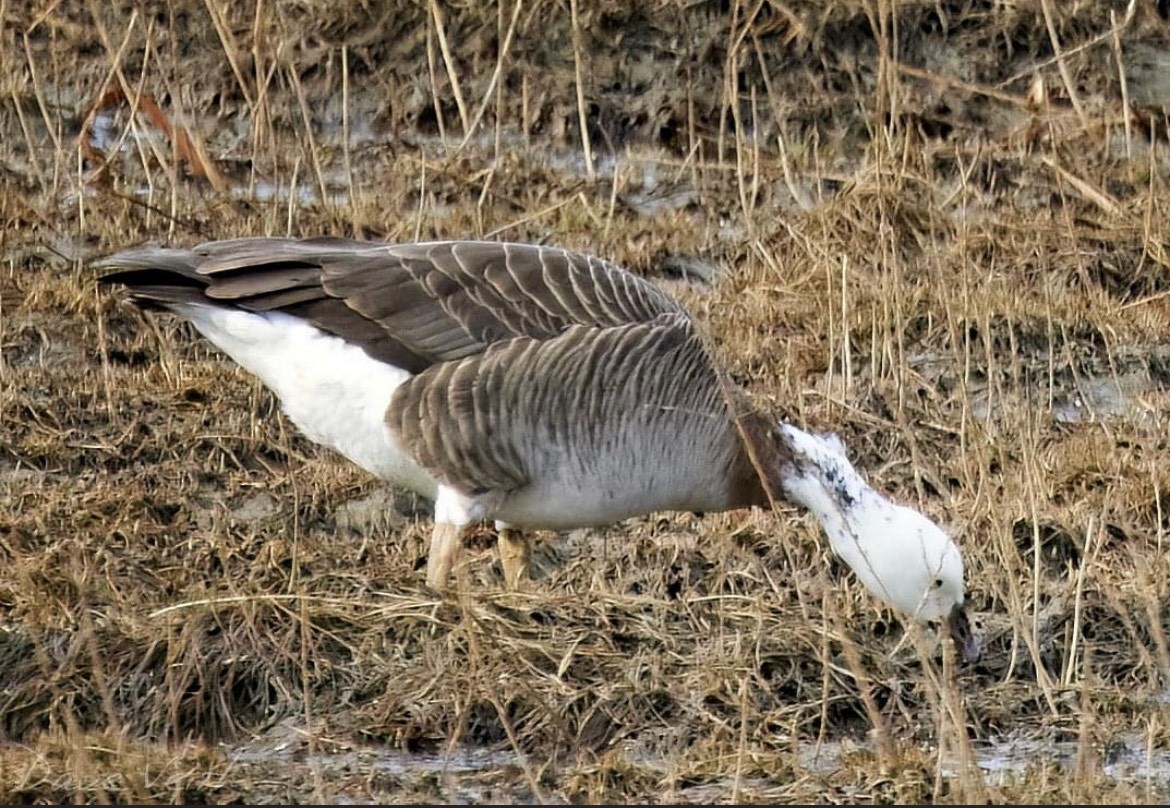 anatidé sp. (oie sp.) - ML562247551