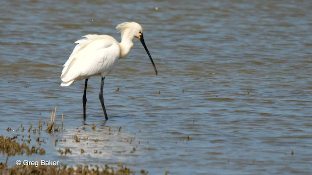 Eurasian Spoonbill - ML562247651