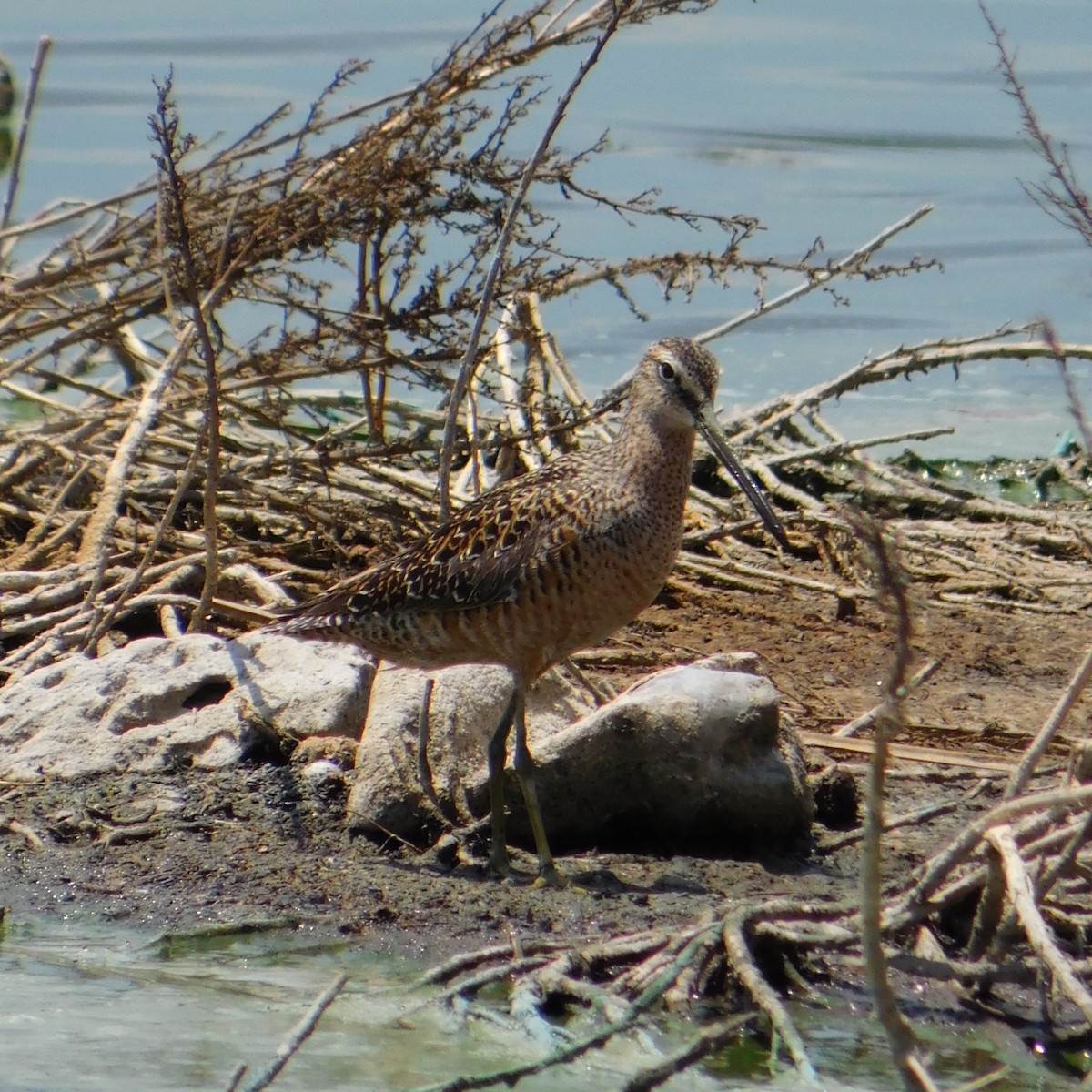 Long-billed Dowitcher - ML562249001