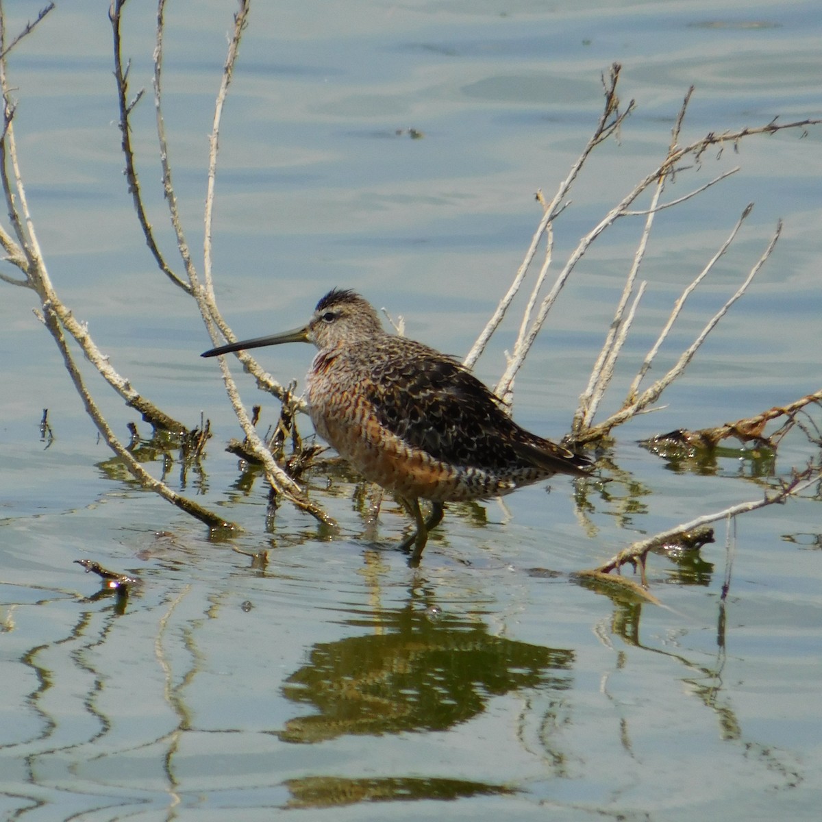 Long-billed Dowitcher - ML562249011