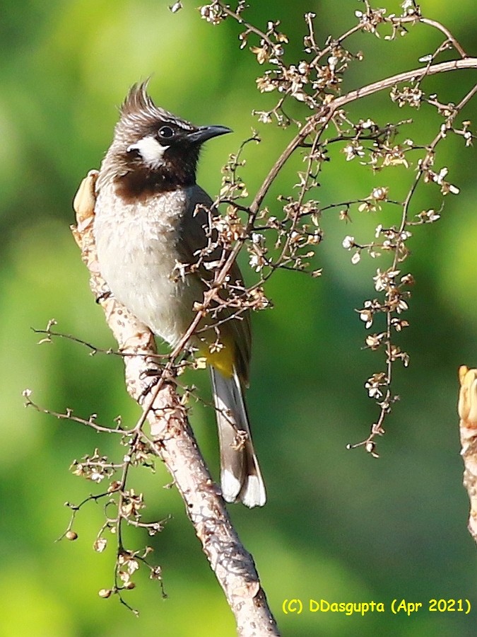 Himalayan Bulbul - ML562249341