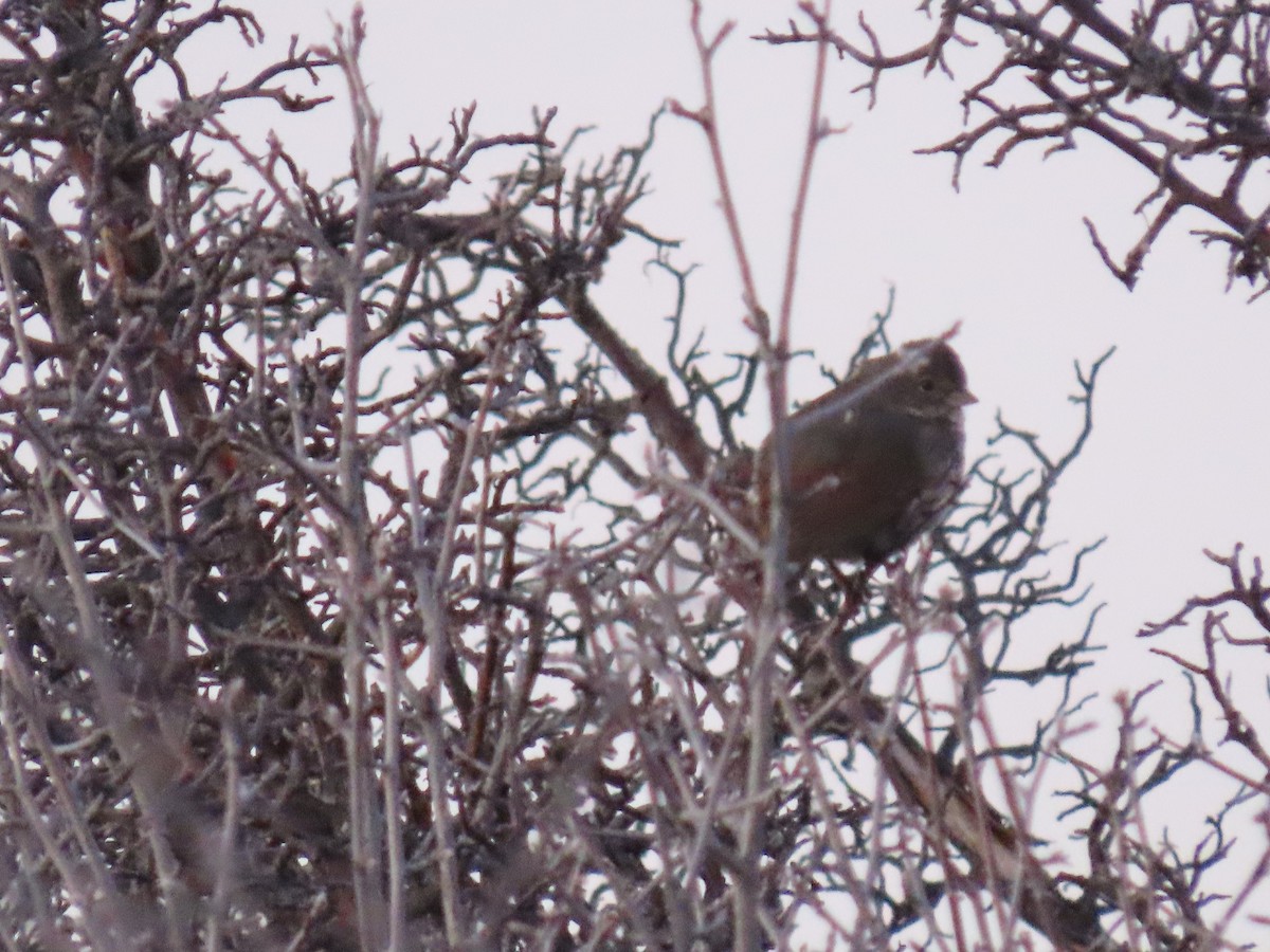 Fox Sparrow (Slate-colored) - ML562250281