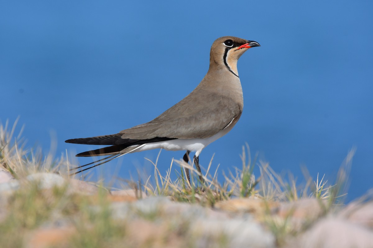 Collared Pratincole - ML562251261