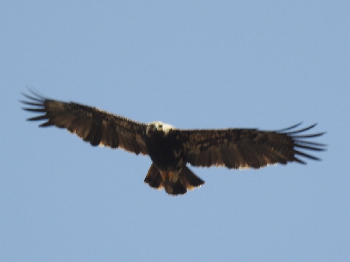 Águila Imperial Oriental - ML562251321