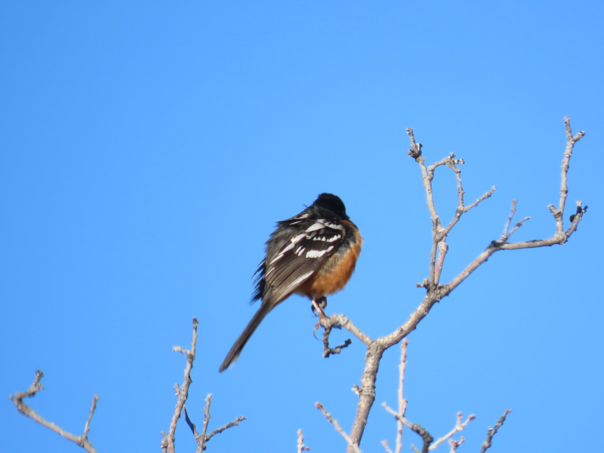 Spotted Towhee - ML562251641