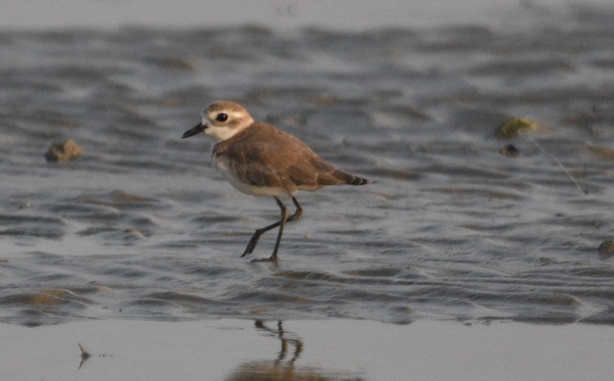 Kentish Plover (Hanuman) - ML562251851