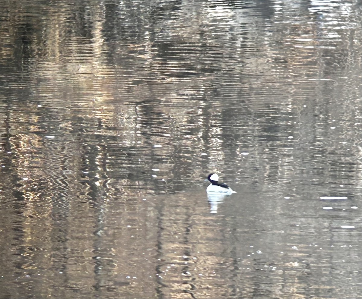 Bufflehead - ML562252321