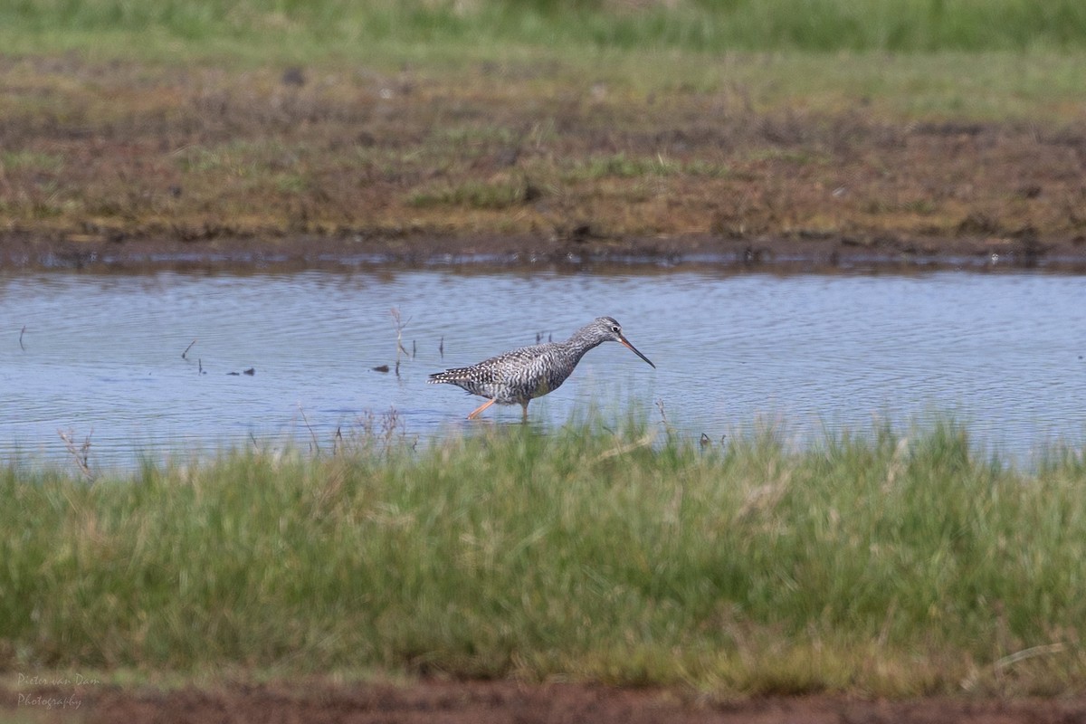 Spotted Redshank - ML562253721