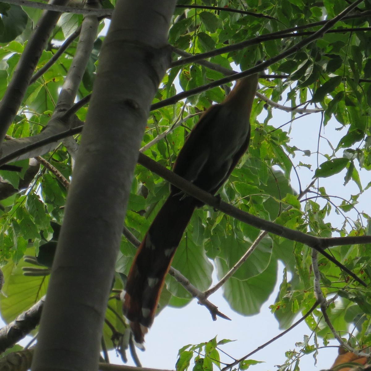 Squirrel Cuckoo - Vicente Amado Gavidia Medina