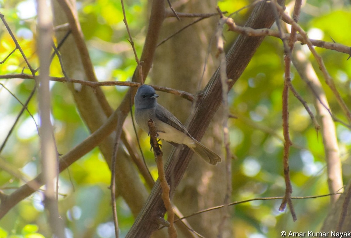 Black-naped Monarch - Amar Nayak