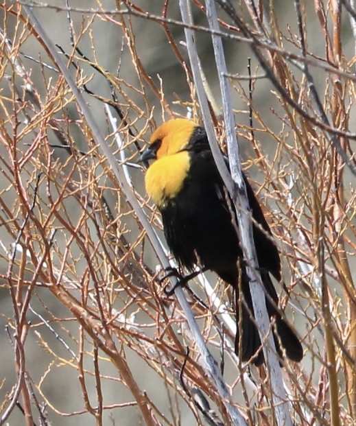Yellow-headed Blackbird - ML562255201
