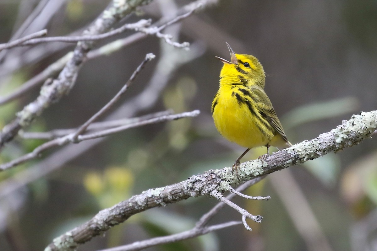 Prairie Warbler - ML562255901