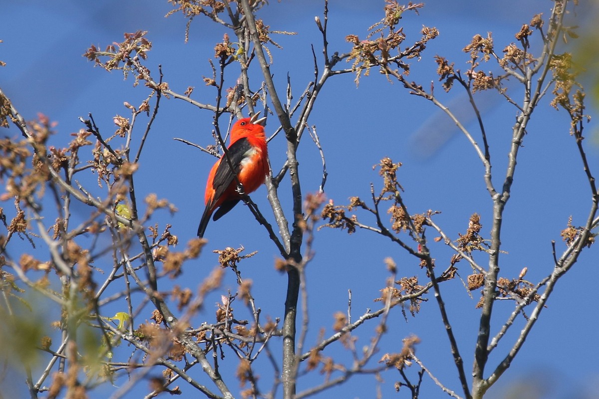 Scarlet Tanager - ML562256031