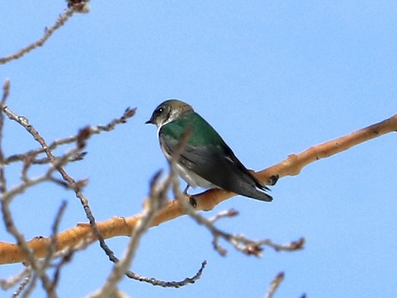 Violet-green Swallow - ML562256131