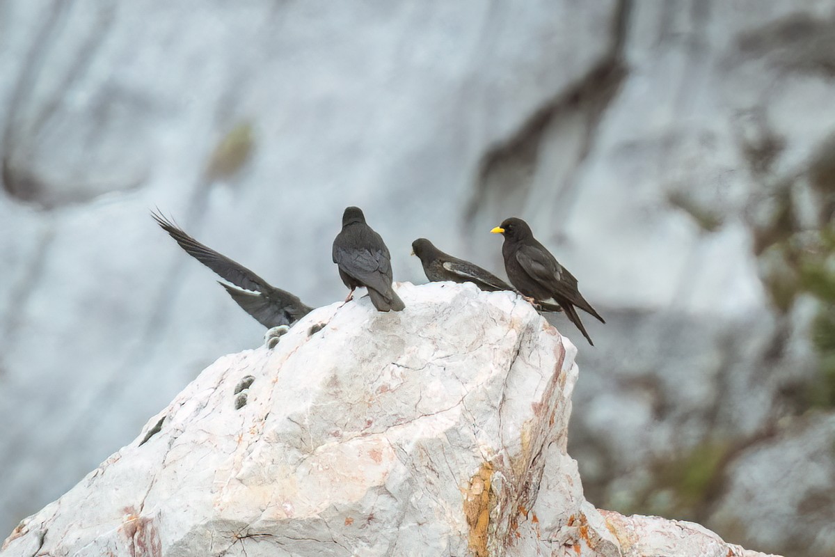 Yellow-billed Chough - Stratis Vavoudis