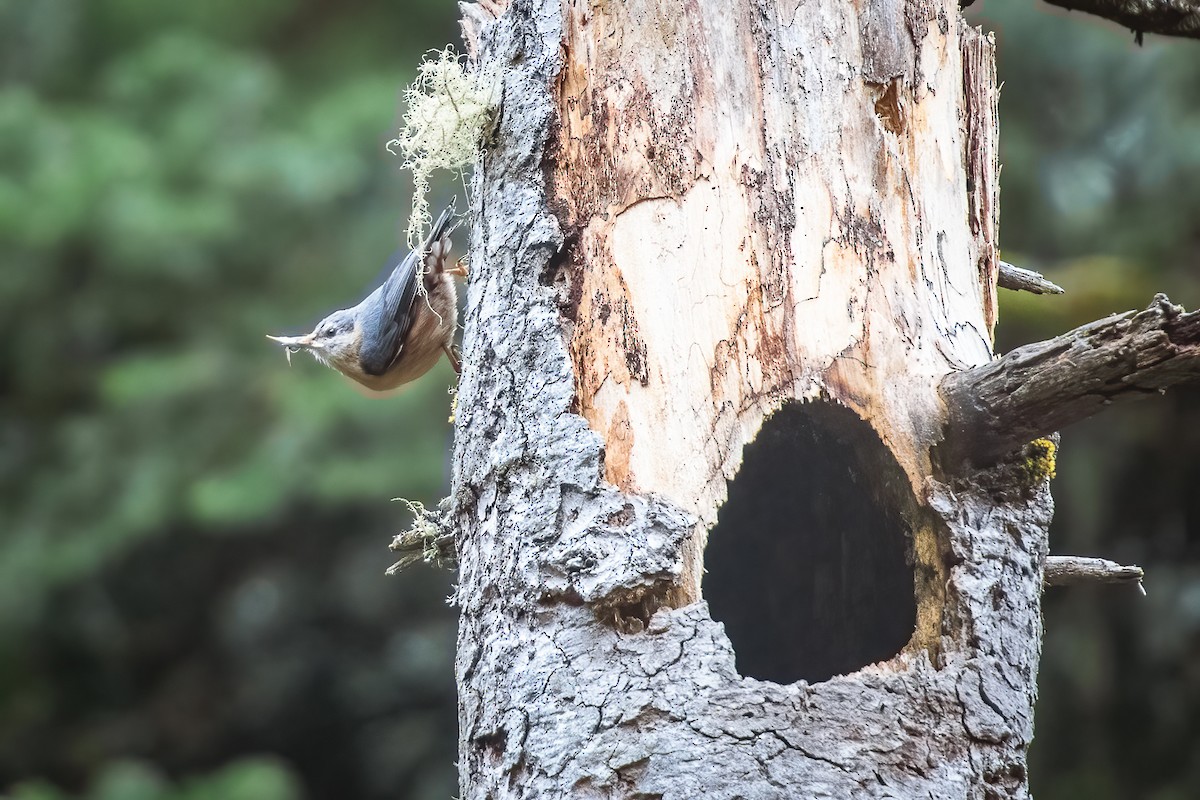 Eurasian Nuthatch - ML562256221