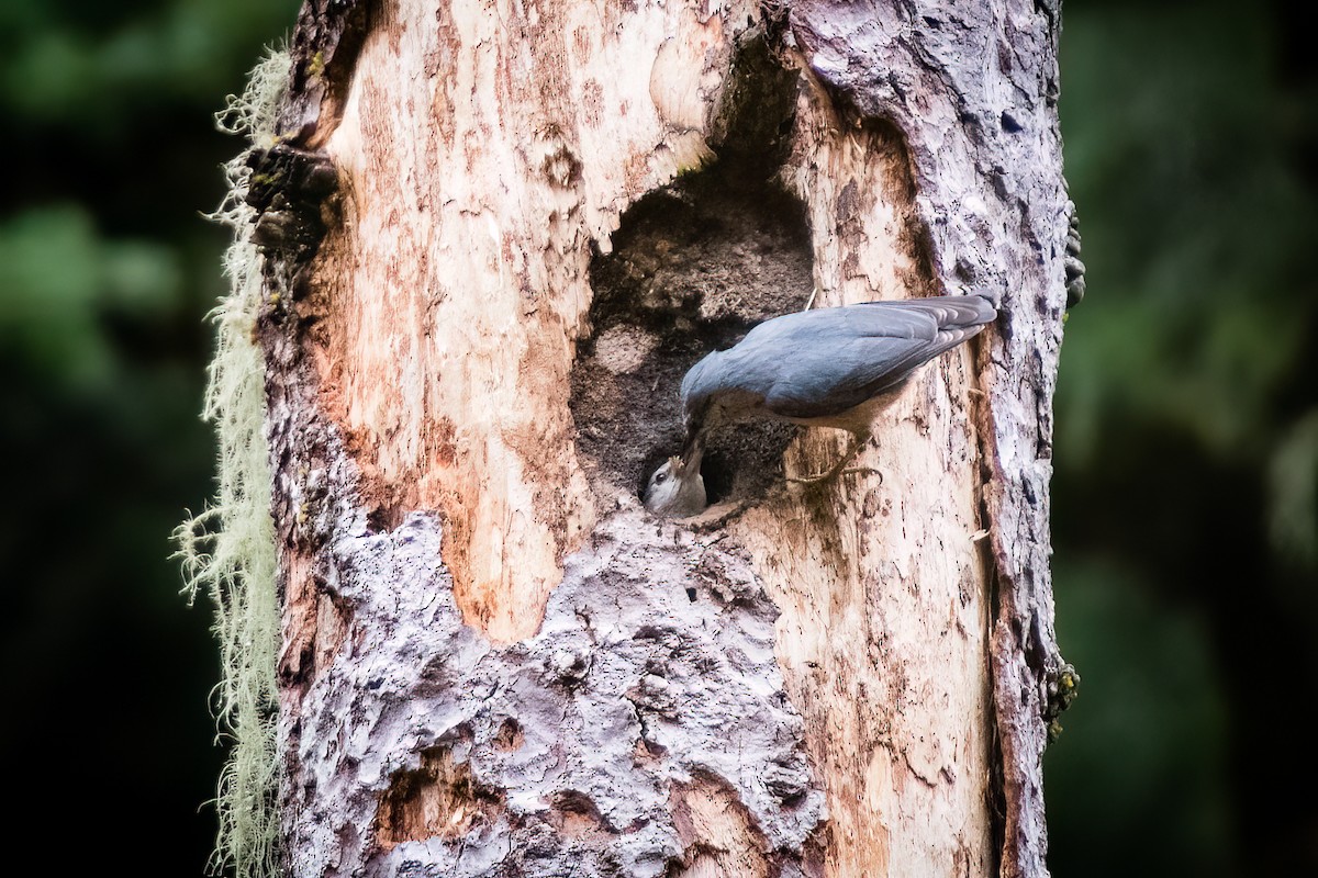 Eurasian Nuthatch - ML562256241