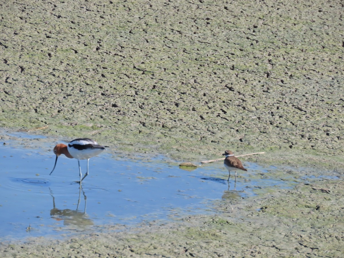 Killdeer - ML562256251