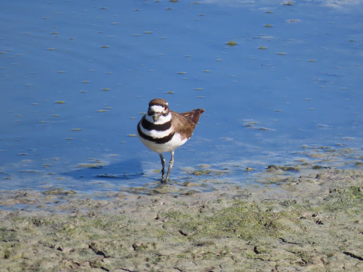 Killdeer - ML562256261