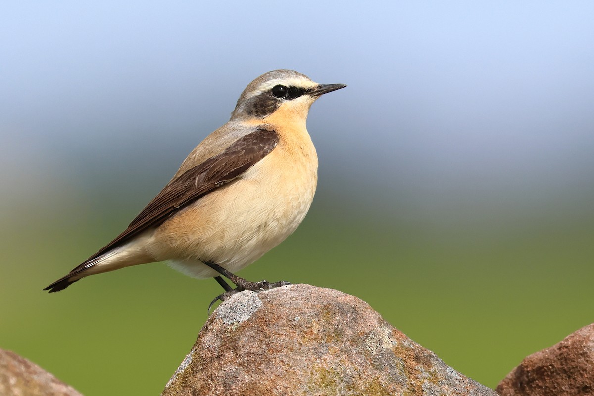 סלעית אירופית - ML562256881