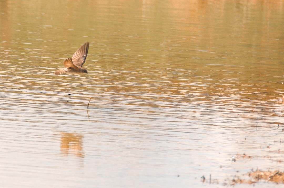 Northern Rough-winged Swallow - ML562258041
