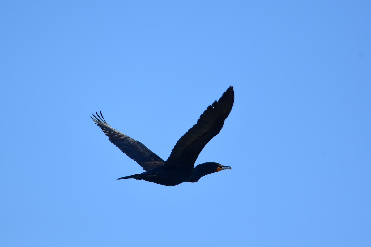 Double-crested Cormorant - Chaiby Leiman