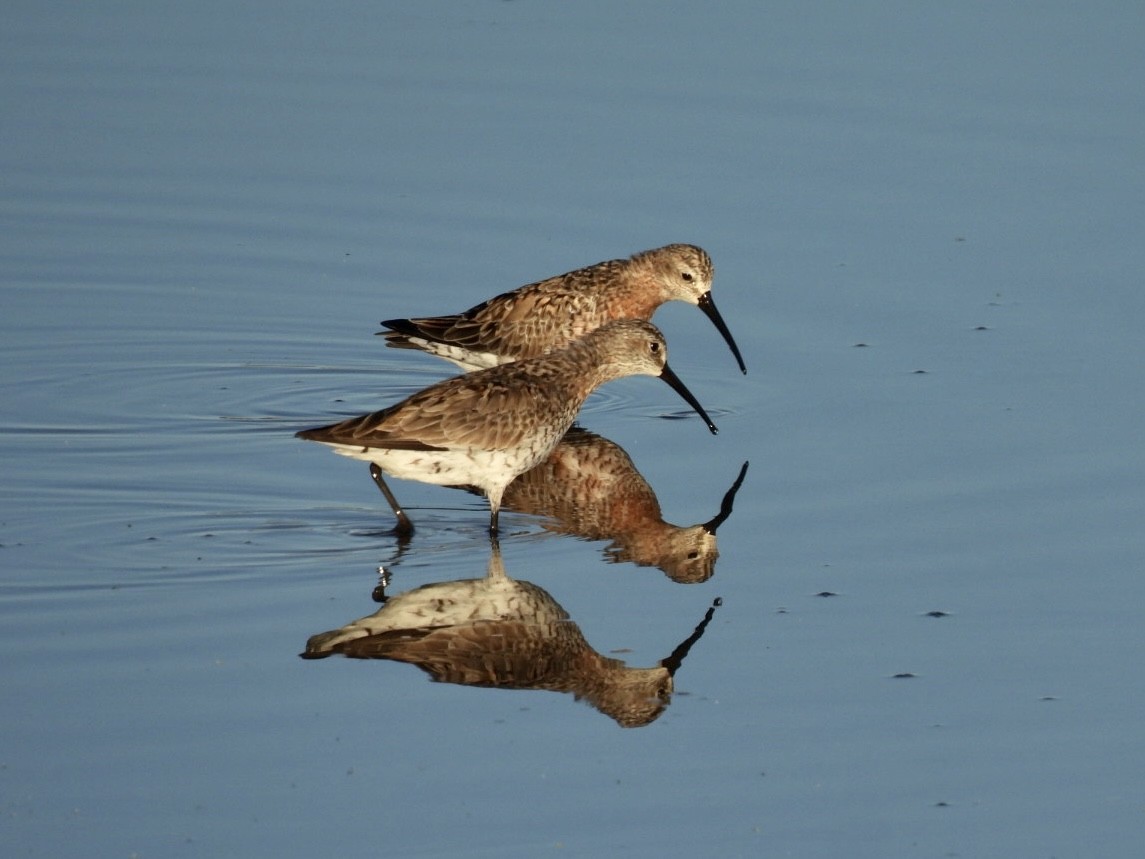 Curlew Sandpiper - Vaughan Lister