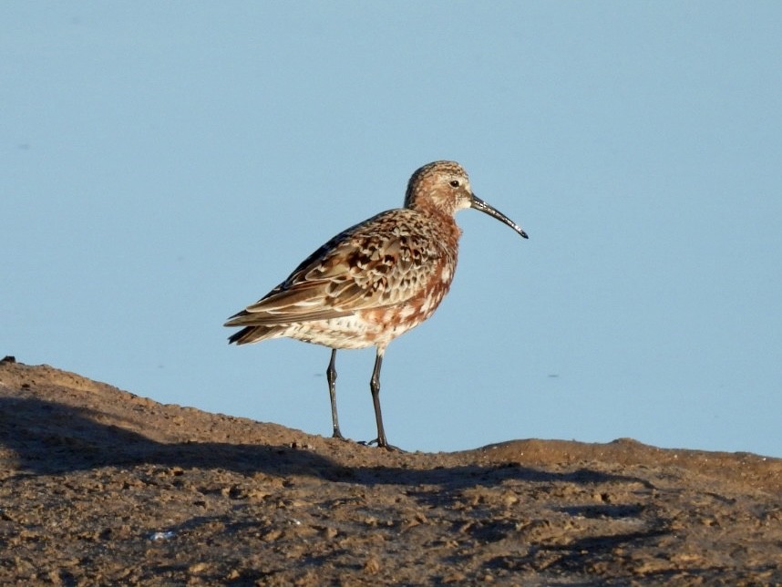 Curlew Sandpiper - Vaughan Lister