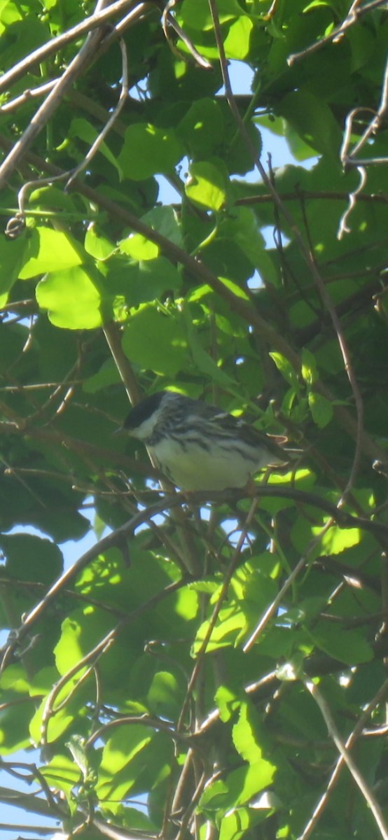 Blackpoll Warbler - ML562260951