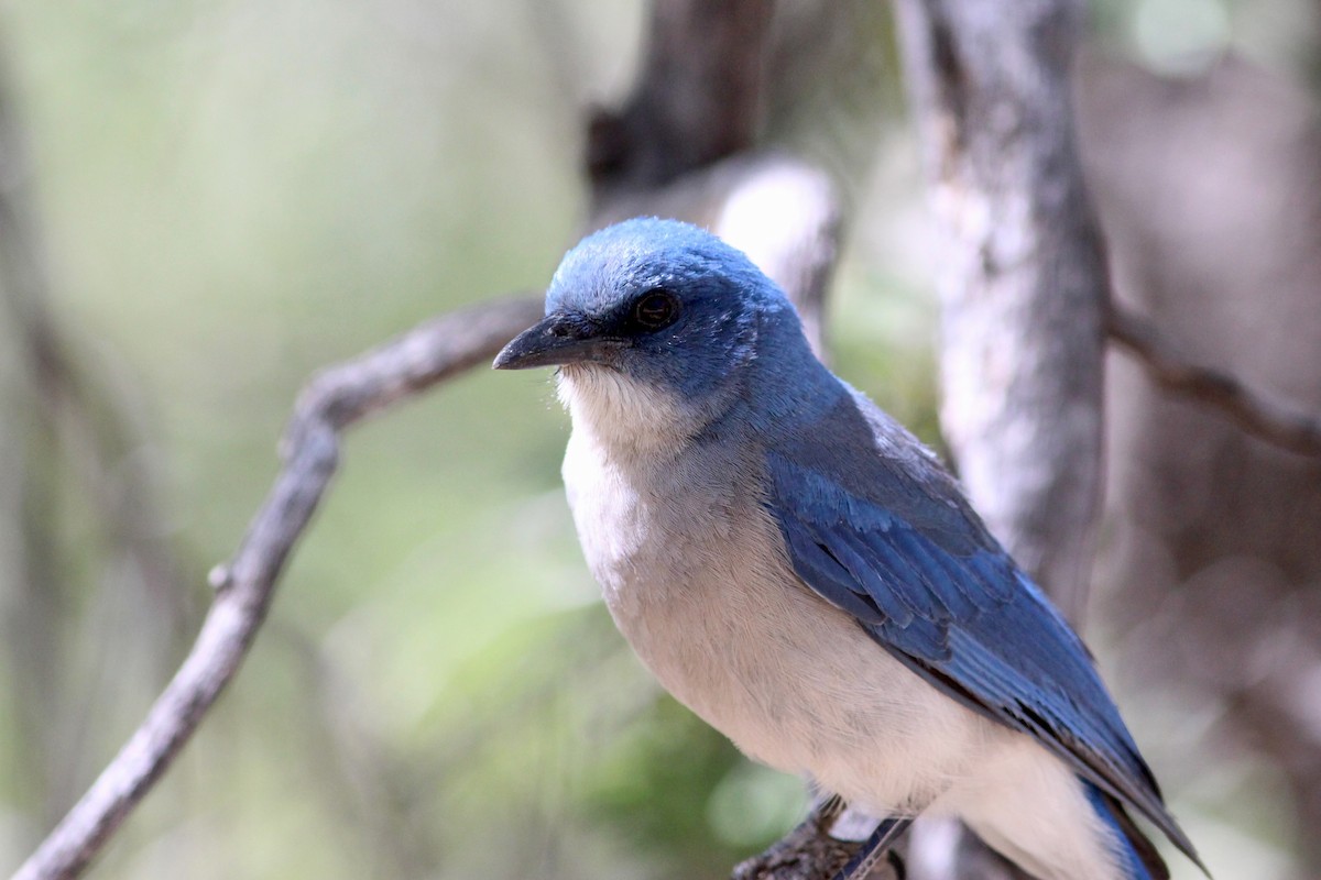 Mexican Jay - ML562260981