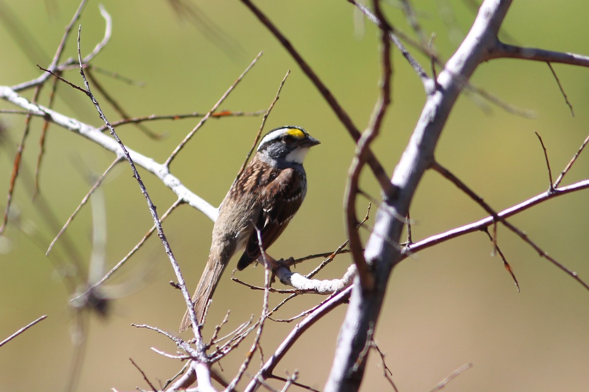 White-throated Sparrow - ML562261051