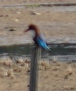 White-throated Kingfisher - Kevin Gong