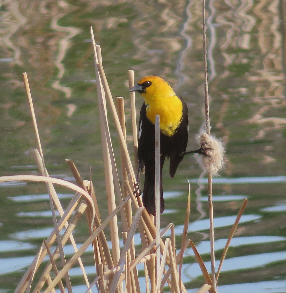 Yellow-headed Blackbird - ML562262691