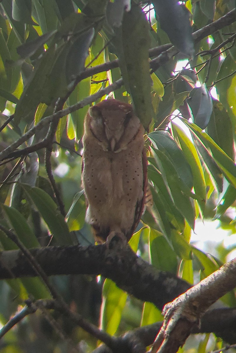 Sri Lanka Bay-Owl - Vigneshwaran B