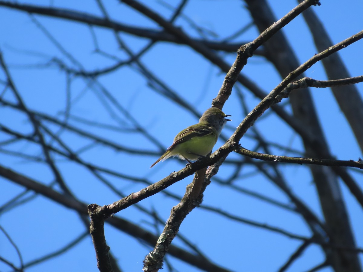 Ak Gözlü Vireo - ML562264911