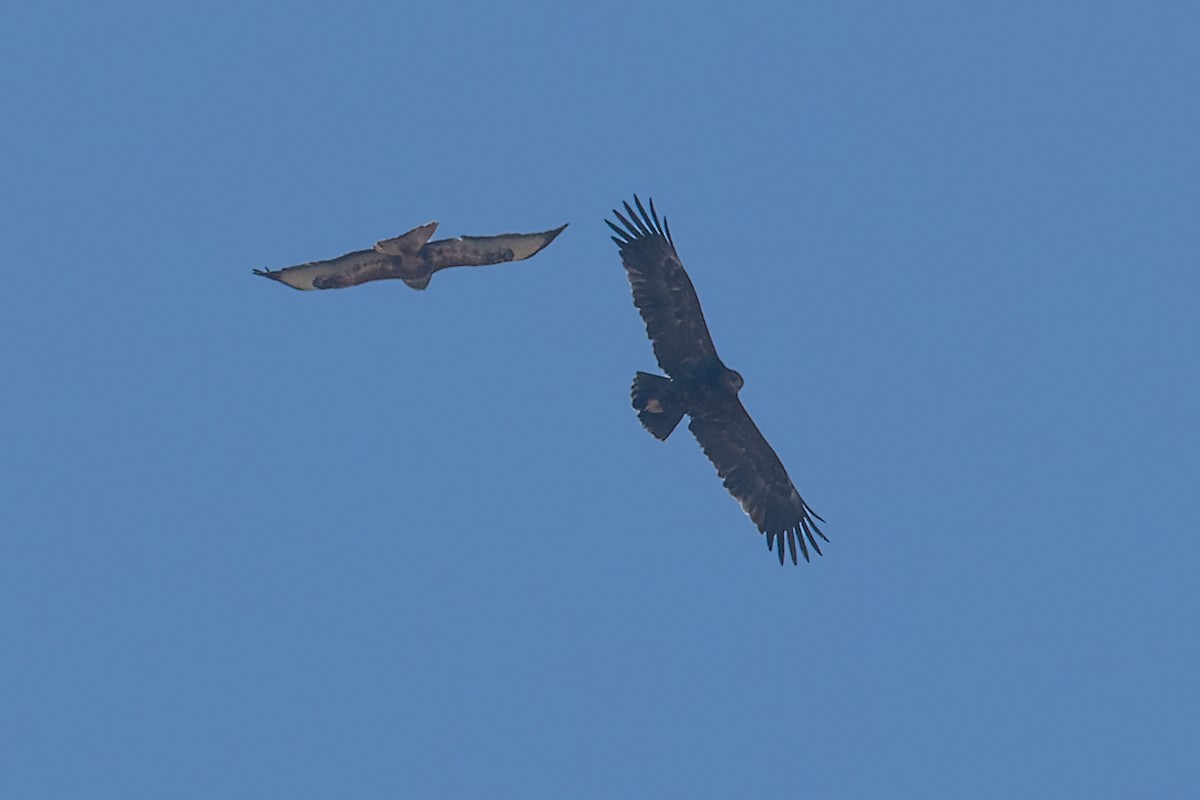 Greater Spotted Eagle - ML562265661