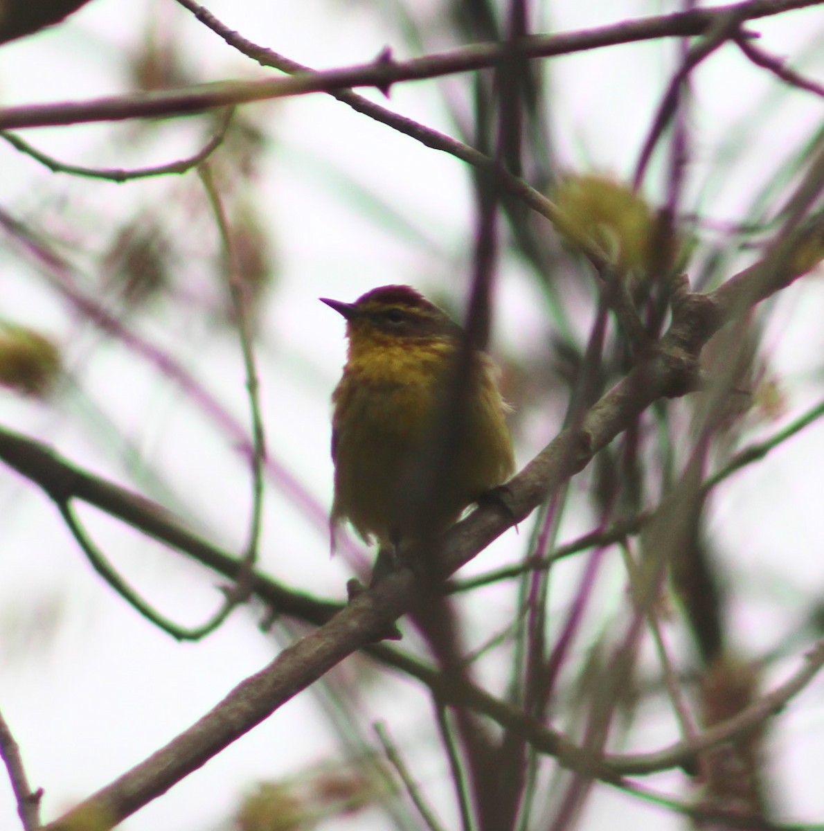 Palm Warbler - Douglas Baird