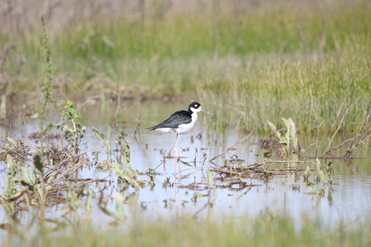 Black-necked Stilt - ML562268711