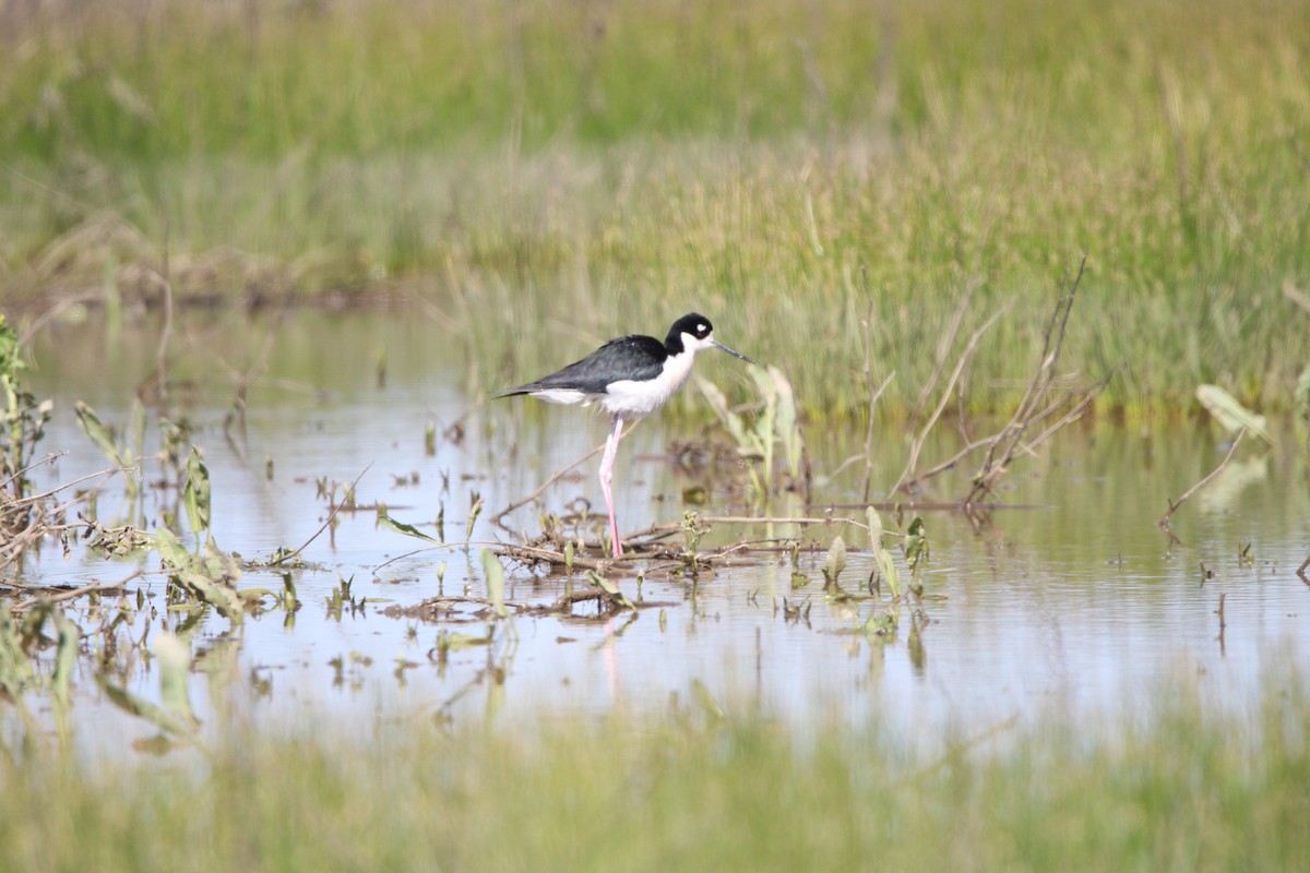 Black-necked Stilt - ML562268721
