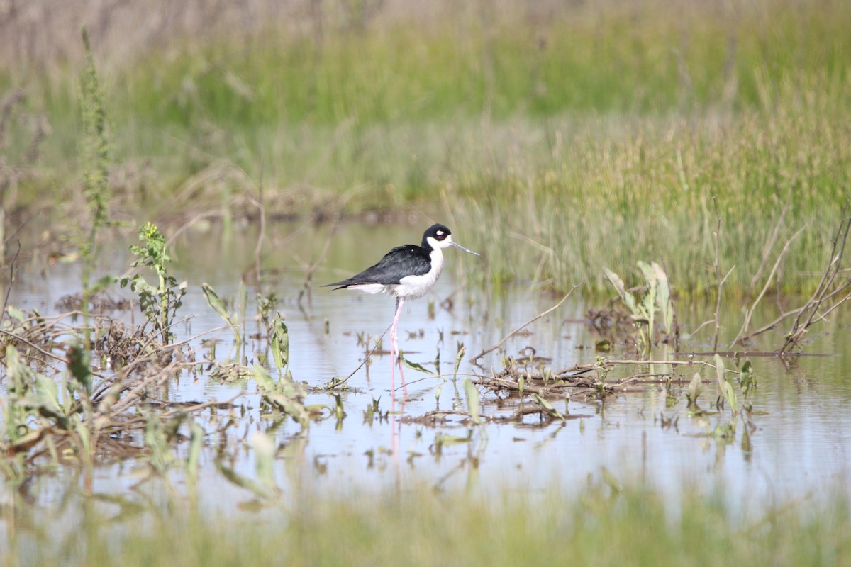 Black-necked Stilt - ML562268731