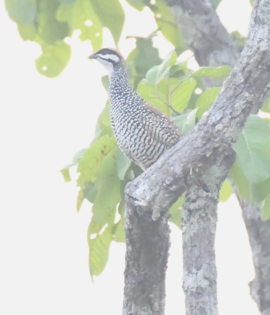 Chinese Francolin - ML562270191