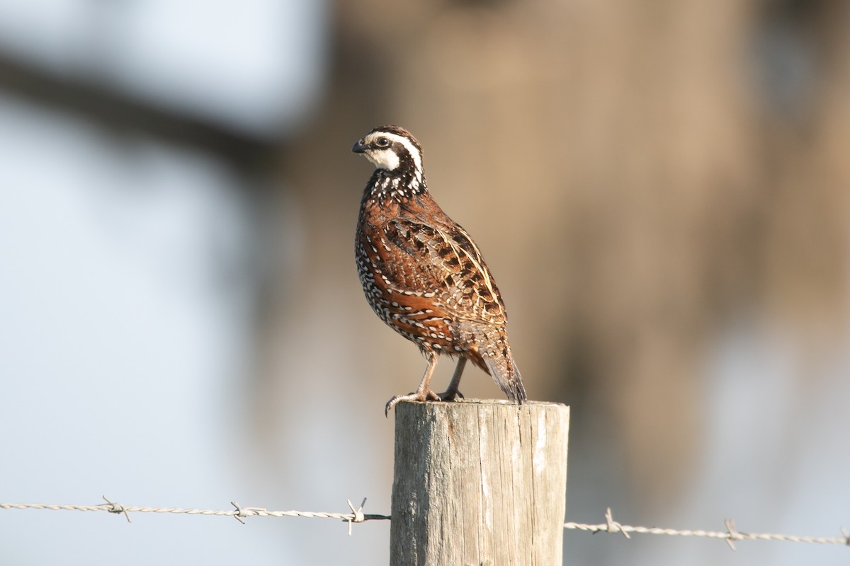 Northern Bobwhite - ML562270941