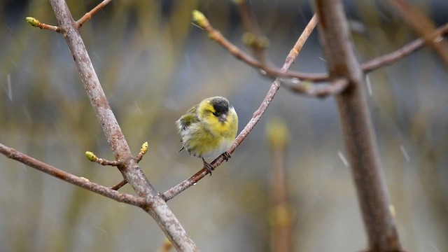 Eurasian Siskin - ML562271561