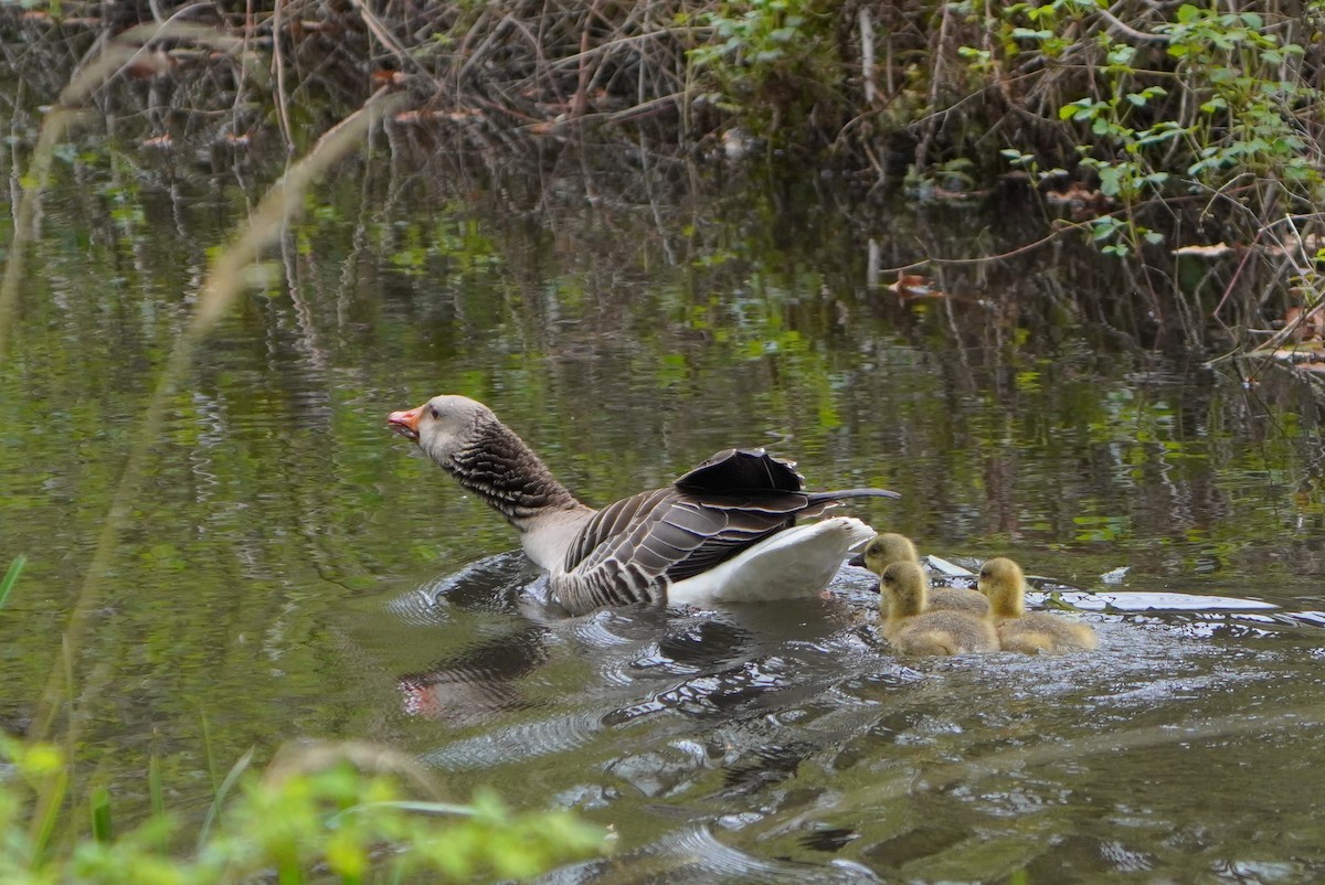 Graylag Goose - Paweł Maciszkiewicz