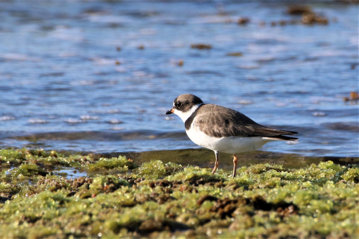 Semipalmated Plover - ML562277131