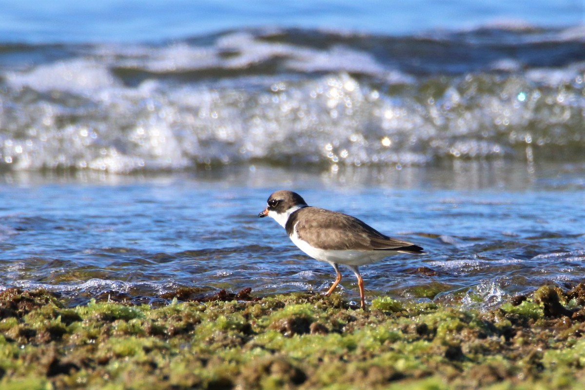 Semipalmated Plover - ML562277141