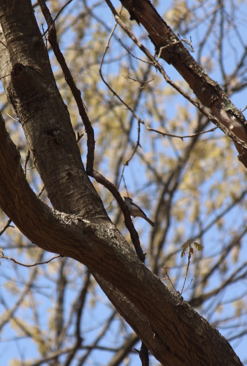 Tufted Titmouse - ML562277661