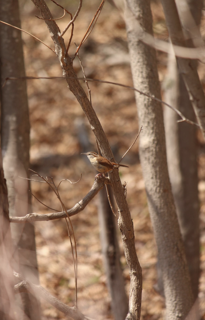 Carolina Wren - ML562278061