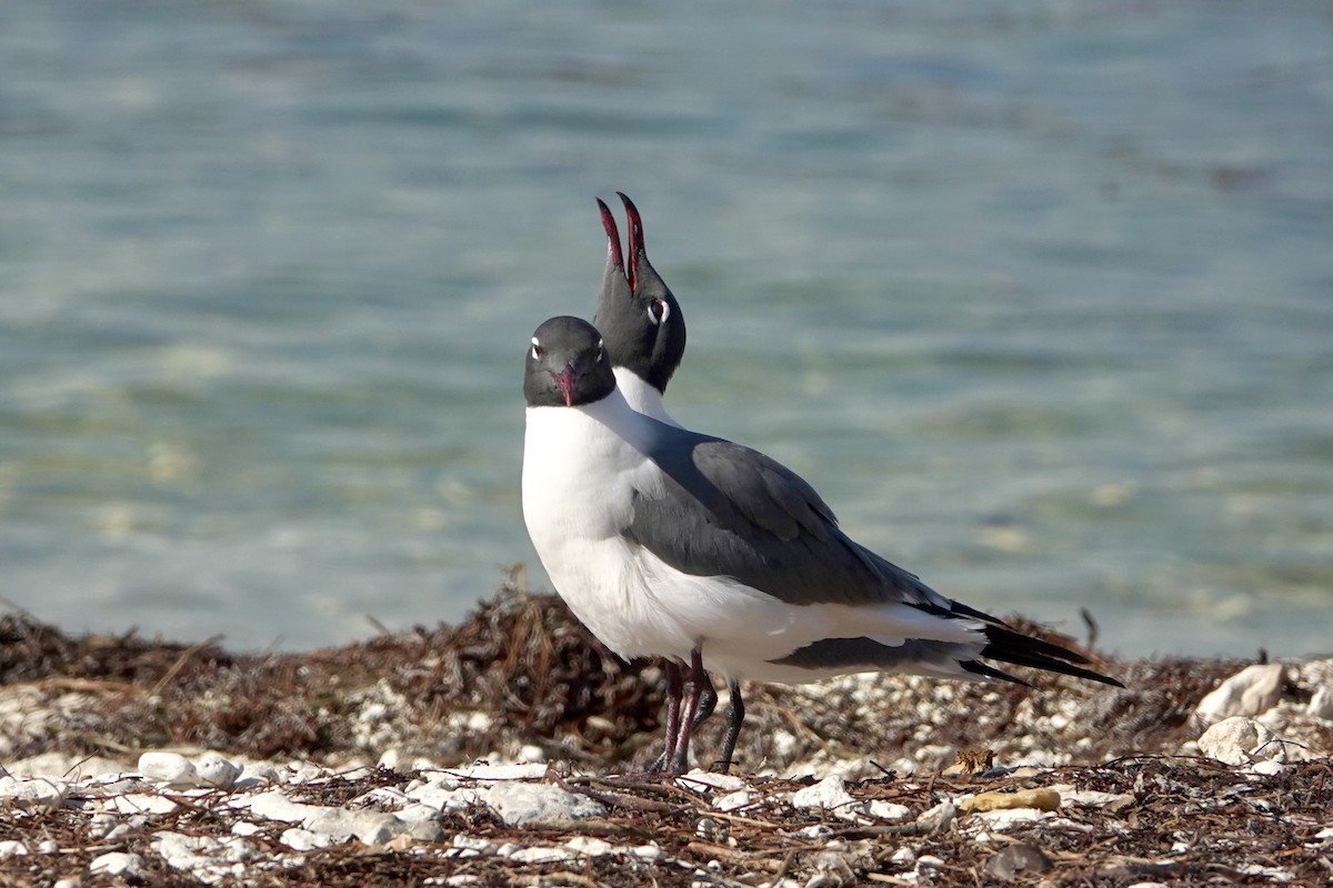 Laughing Gull - ML562279651